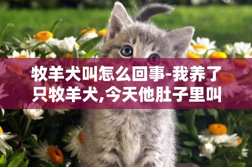 牧羊犬叫怎么回事-我養了只牧羊犬,今天他肚子里叫是咋回事