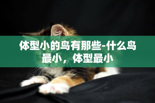 體型小的鳥有那些-什么鳥最小，體型最小
