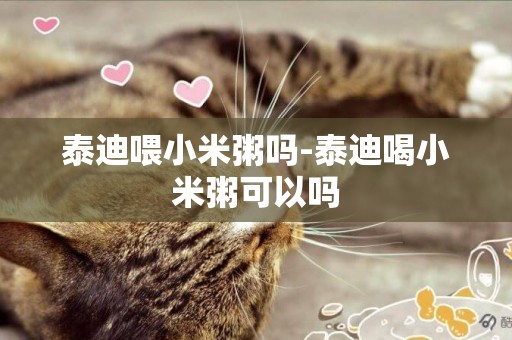 泰迪喂小米粥嗎-泰迪喝小米粥可以嗎