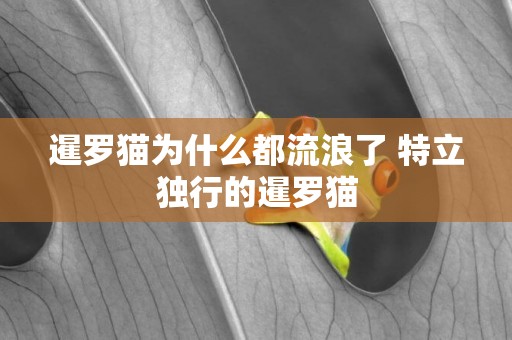暹羅貓為什么都流浪了 特立獨行的暹羅貓