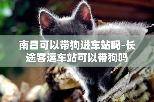 南昌可以帶狗進車站嗎-長途客運車站可以帶狗嗎