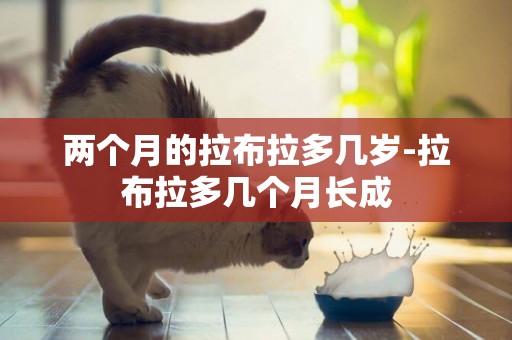 兩個月的拉布拉多幾歲-拉布拉多幾個月長成