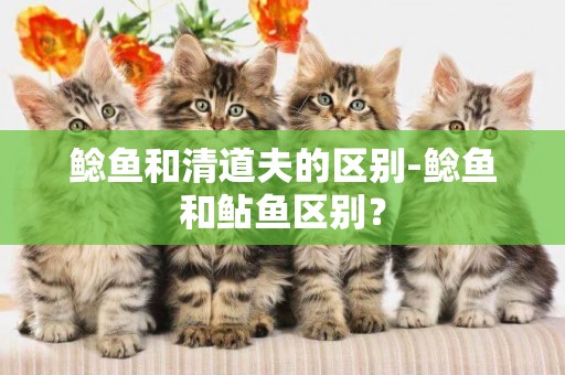 鯰魚和清道夫的區別-鯰魚和鲇魚區別？
