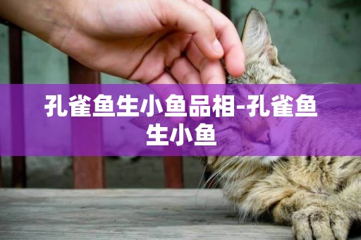 孔雀魚生小魚品相-孔雀魚生小魚