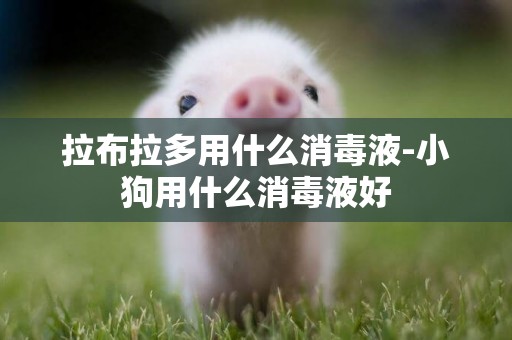 拉布拉多用什么消毒液-小狗用什么消毒液好
