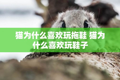 貓為什么喜歡玩拖鞋 貓為什么喜歡玩鞋子