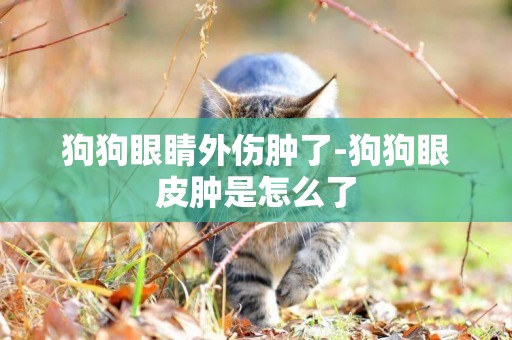 狗狗眼睛外傷腫了-狗狗眼皮腫是怎么了