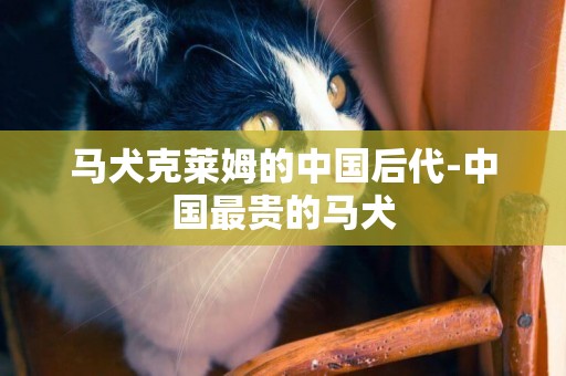 馬犬克萊姆的中國后代-中國最貴的馬犬