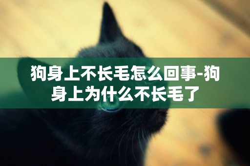 狗身上不長毛怎么回事-狗身上為什么不長毛了