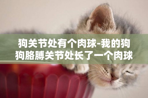 狗關節處有個肉球-我的狗狗胳膊關節處長了一個肉球，不知道是什么