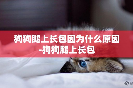 狗狗腿上長包因為什么原因-狗狗腿上長包