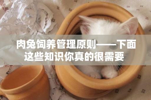 肉兔飼養管理原則——下面這些知識你真的很需要 