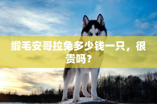 緞毛安哥拉兔多少錢一只，很貴嗎？