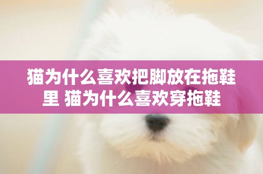 貓為什么喜歡把腳放在拖鞋里 貓為什么喜歡穿拖鞋