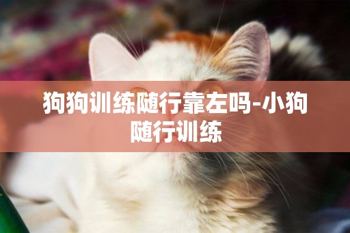 狗狗訓練隨行靠左嗎-小狗隨行訓練