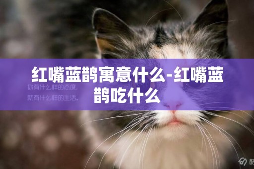 紅嘴藍鵲寓意什么-紅嘴藍鵲吃什么
