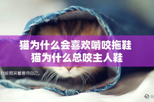 貓為什么會喜歡啃咬拖鞋 貓為什么總咬主人鞋