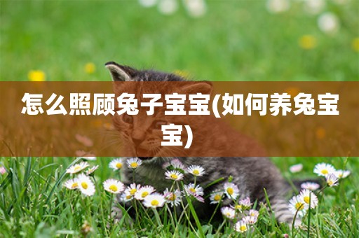 怎么照顧兔子寶寶(如何養兔寶寶) 