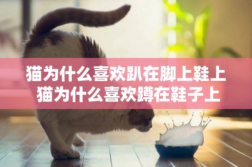 貓為什么喜歡趴在腳上鞋上 貓為什么喜歡蹲在鞋子上