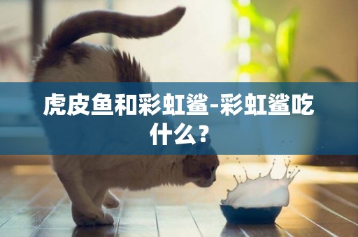 虎皮魚和彩虹鯊-彩虹鯊吃什么？