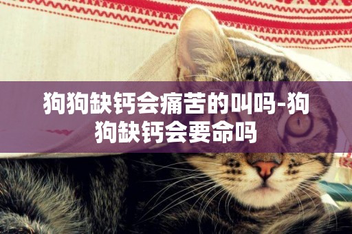 狗狗缺鈣會痛苦的叫嗎-狗狗缺鈣會要命嗎