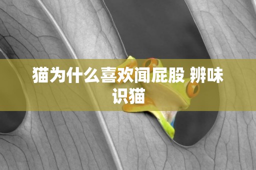 貓為什么喜歡聞屁股 辨味識貓