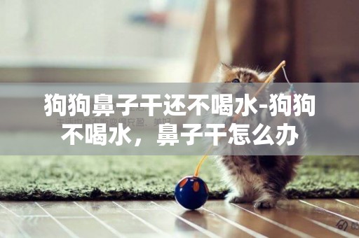 狗狗鼻子干還不喝水-狗狗不喝水，鼻子干怎么辦