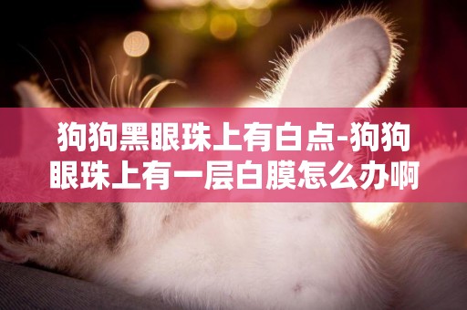 狗狗黑眼珠上有白點-狗狗眼珠上有一層白膜怎么辦啊