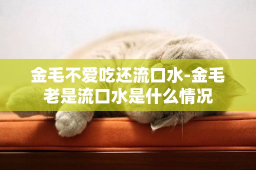 金毛不愛吃還流口水-金毛老是流口水是什么情況