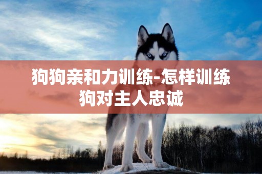 狗狗親和力訓練-怎樣訓練狗對主人忠誠