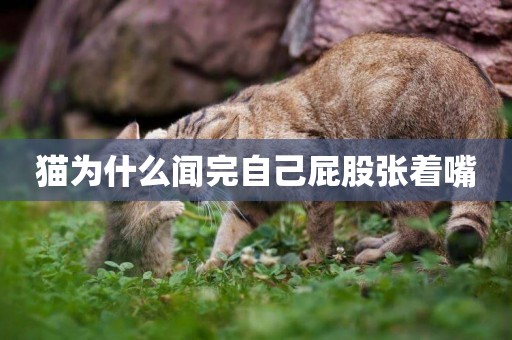 貓為什么聞完自己屁股張著嘴