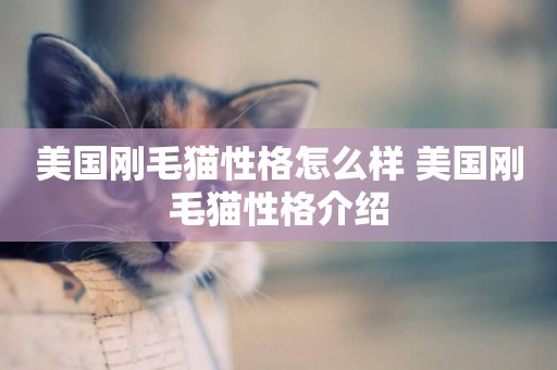 美國剛毛貓性格怎么樣 美國剛毛貓性格介紹