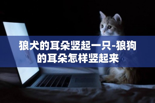 狼犬的耳朵豎起一只-狼狗的耳朵怎樣豎起來