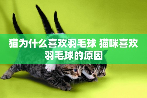 貓為什么喜歡羽毛球 貓咪喜歡羽毛球的原因