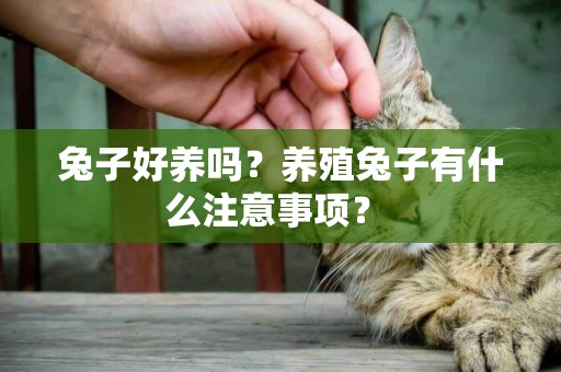 兔子好養嗎？養殖兔子有什么注意事項？ 