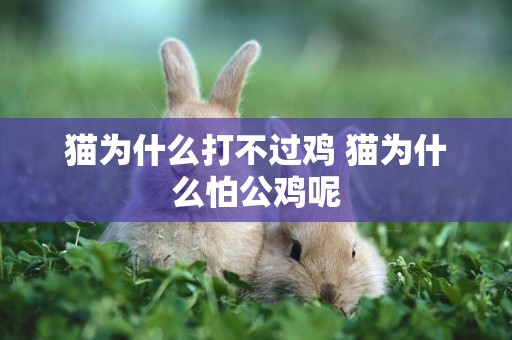 貓為什么打不過雞 貓為什么怕公雞呢
