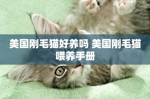 美國剛毛貓好養嗎 美國剛毛貓喂養手冊