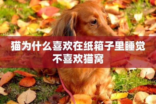 貓為什么喜歡在紙箱子里睡覺不喜歡貓窩