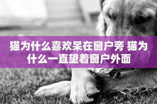 貓為什么喜歡呆在窗戶旁 貓為什么一直望著窗戶外面