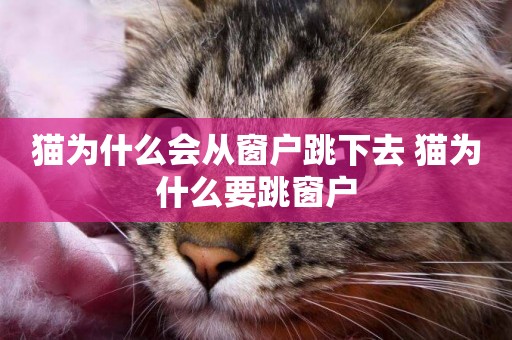 貓為什么會從窗戶跳下去 貓為什么要跳窗戶