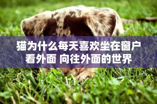 貓為什么每天喜歡坐在窗戶看外面 向往外面的世界