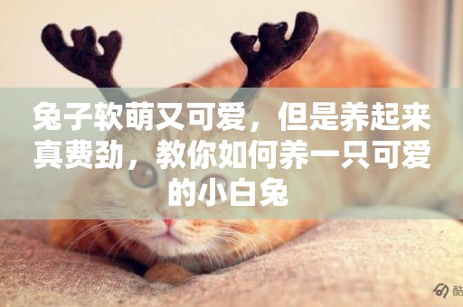 兔子軟萌又可愛，但是養起來真費勁，教你如何養一只可愛的小白兔 