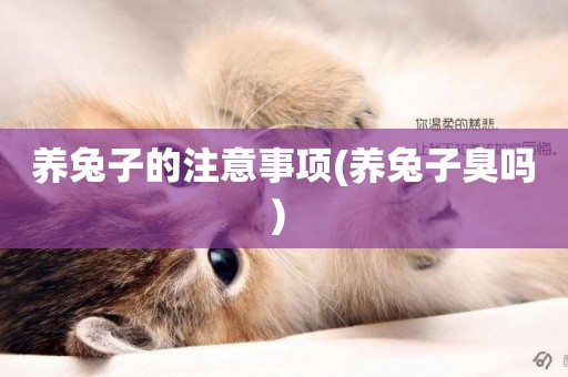 養兔子的注意事項(養兔子臭嗎) 