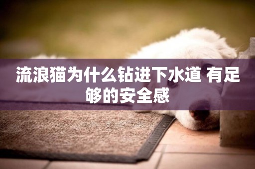 流浪貓為什么鉆進下水道 有足夠的安全感