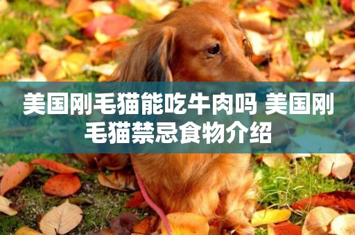 美國剛毛貓能吃牛肉嗎 美國剛毛貓禁忌食物介紹