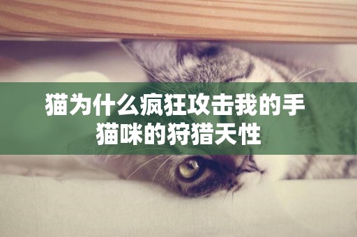 貓為什么瘋狂攻擊我的手 貓咪的狩獵天性