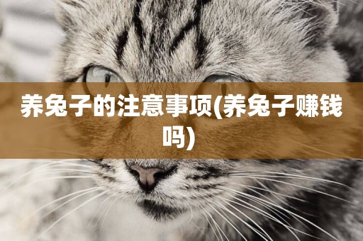 養兔子的注意事項(養兔子賺錢嗎) 