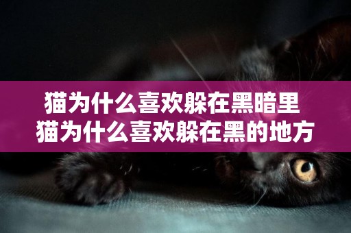 貓為什么喜歡躲在黑暗里 貓為什么喜歡躲在黑的地方