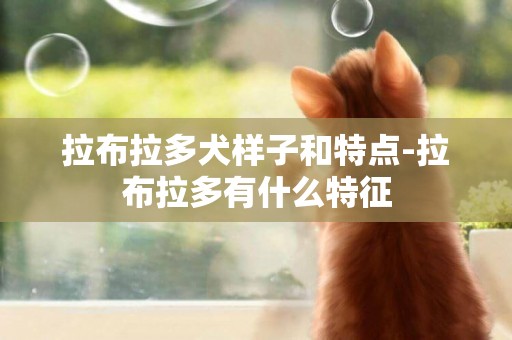 拉布拉多犬樣子和特點-拉布拉多有什么特征