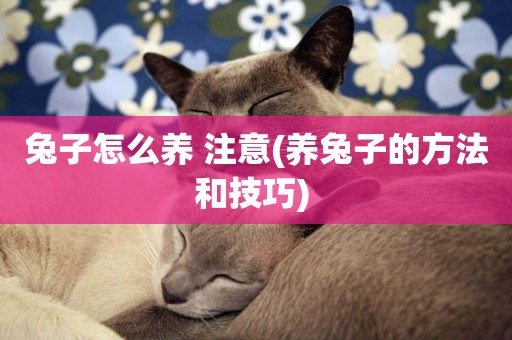 兔子怎么養 注意(養兔子的方法和技巧) 